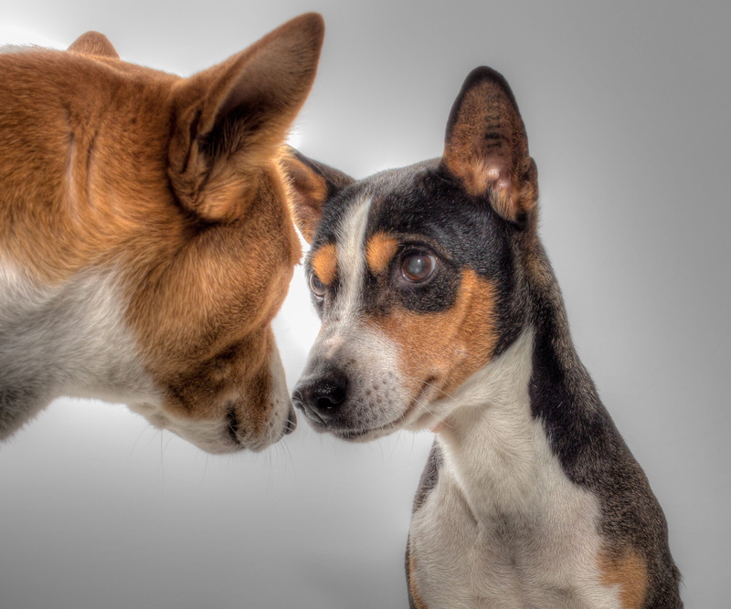 basenji, coated, surprised dog, short, two, pets, vertebrate, sitting dog, gray background, one animal, black, gray, nos, mammal, brown, dog, studio shot