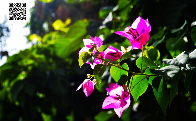 petal, indianfestival, plant part, flower, purple, close-up, inflorescence, green, no people, pink color, day, flower head, vulnerability, pinkflower, sahilsabharwal