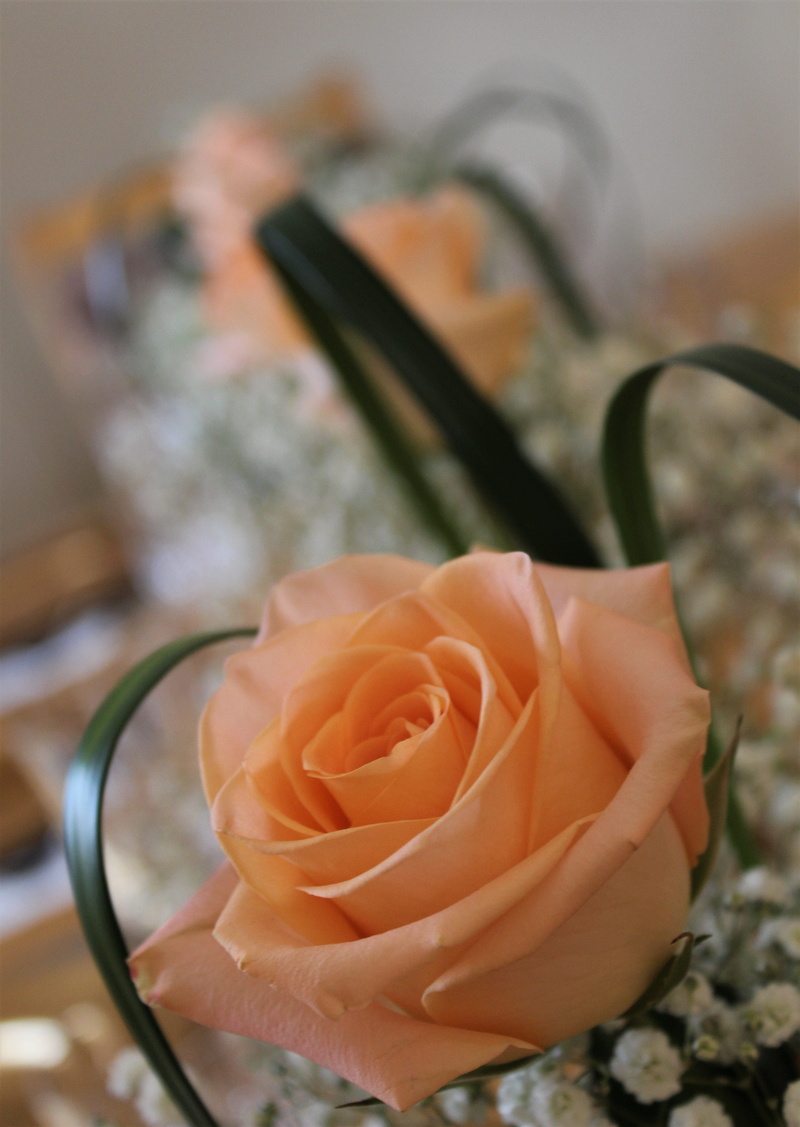 petal, focus on foreground, gift, matrimony, anniversary, nature, inflorescence, bouquet, indoors, decoration, occasion, flower head, table, romance, rose