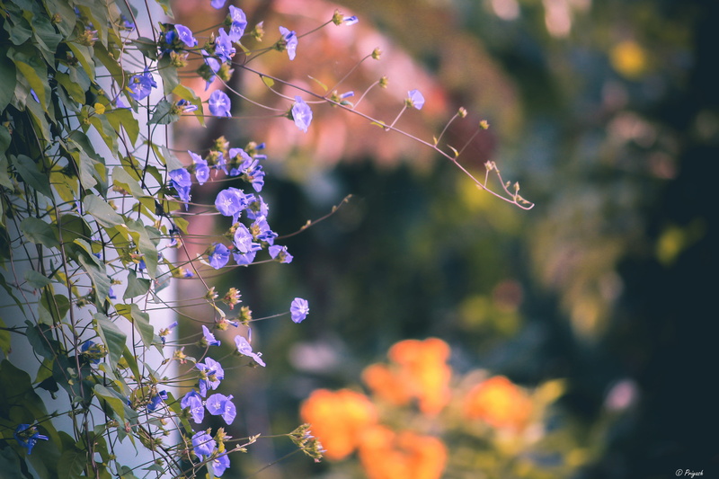 lavender, no people, forest, close-up, day, vishal khadi eco campsite, freshness, plant, inflorescence, springtime, flower head, yellow, india, faded, outdoors