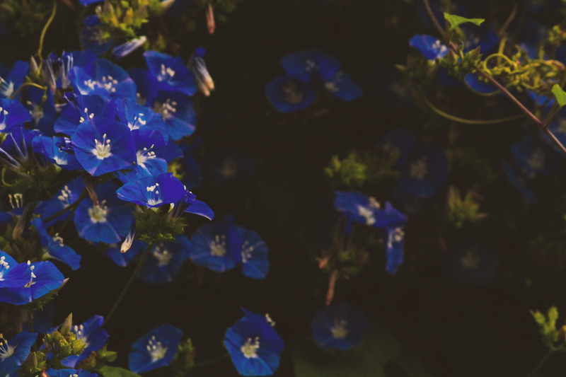day, water, warmcolors, vulnerability, fade, trees, tones, selective focus, vishal khadi eco campsite, botany, petal, fragility, nature, flowering plant