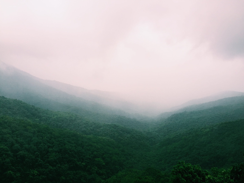 amba ghat rd, non-urban scene, weather, foliage, 2K, fog, tree, countryside, india, idyllic, mountain range, tranquil scene, plant, photo, scenery, s