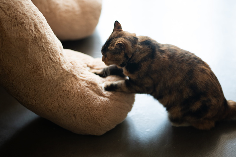 wood, feline, kitten, domestic cat, vegetable, abyssinian, no people, hardwood, animal, pet, manx, relaxation, canine, finger, mammal, domestic animals