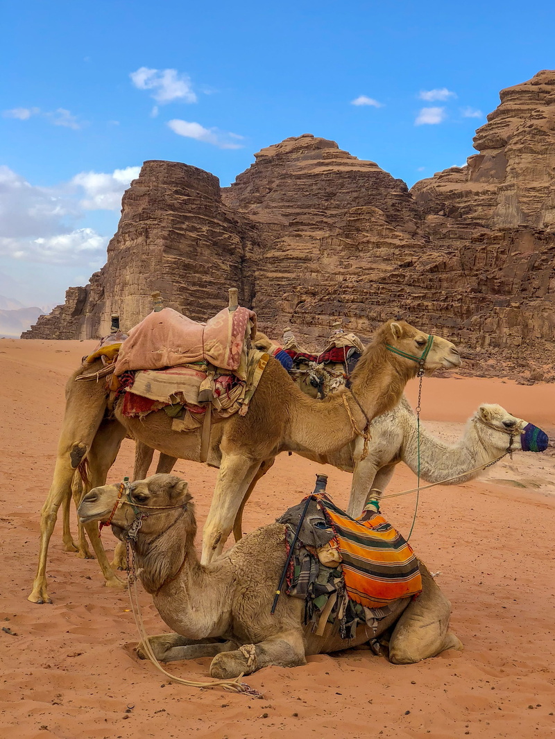 pet, pets, brass section, llama, dog, domestic animals, camels, flugelhorn, desert, alpaca, sky, mountain, animal, nature, spaniel, 2K, land, cocker spaniel