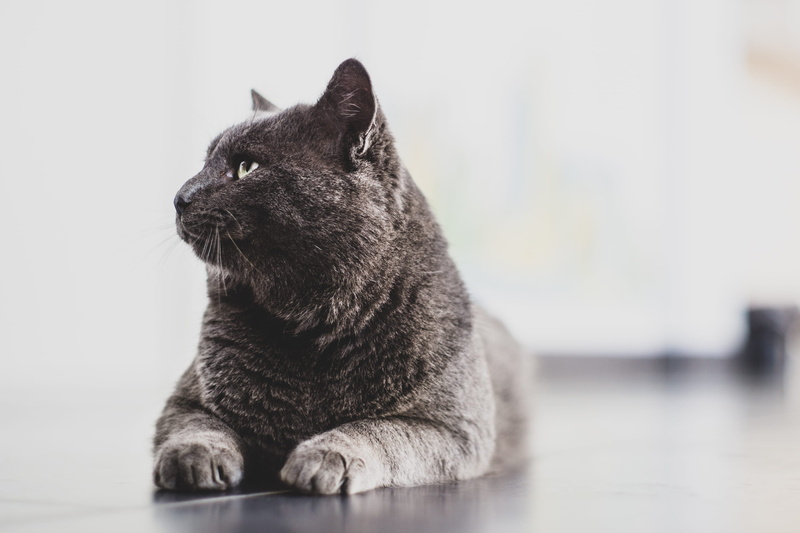 prone, snout, cat, domestic cat, sitting, kitten, indoors, close-up, domestic animals, looking away, feline, whisker, bronze, ukraine, dog, pet, wood, doctor