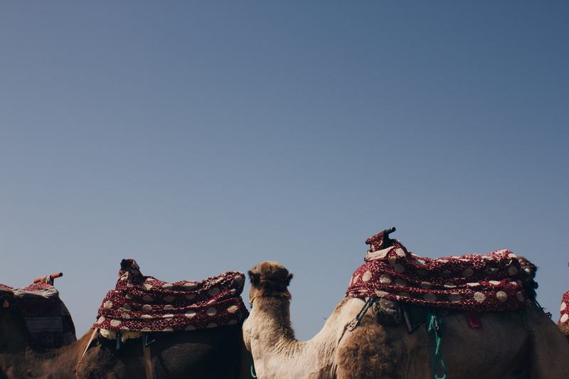 desert, climate, bird, outdoors, clear sky, camel, copy space, agadir, pet, animal themes, animal, saddle, pets, flugelhorn, animal neck, musical instrument