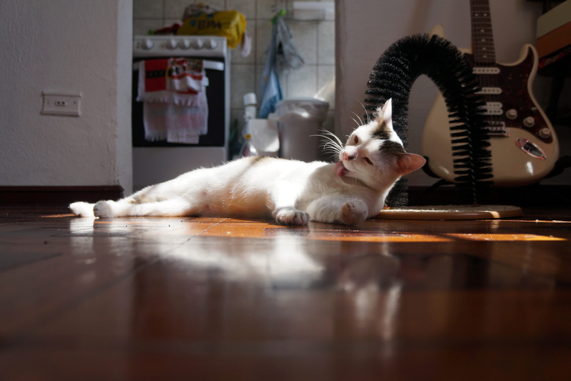 pet, lying down, mammal, wood floor, cat, surface level, domestic animals, indoors, fender, whisker, table, animal themes, reflection, white color, pets