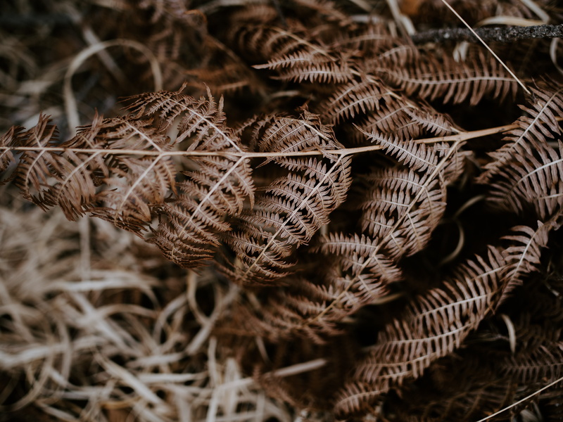 brown, vegetation, plant, textured, high angle view, 8K, land, day, panther, dried, spiral, ornament, animal, fragility, fractal, focus on foreground