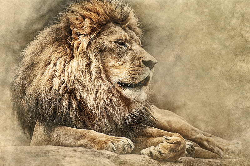 cat, vintage, scrapbook, decoration, lion, looking, page, art, animal themes, animal head, lying down, laying, mane, animals in the wild, outdoors, vertebrate