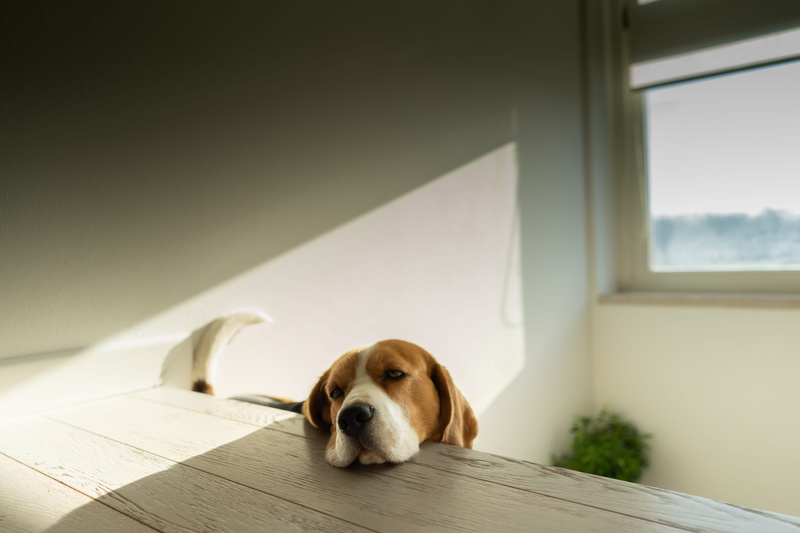 portrait, dog, lazy, no people, day, one animal, furniture, looking, beagle, hardwood, relaxation, animal head, pets, light, animal themes, mammal, animals