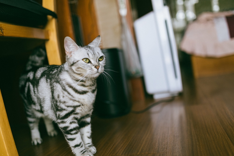floor, 5K, plywood, feline, hardwood, bookcase, pet, looking, sitting, furniture, shelf, abyssinian, no people, desk, cat, table, wood, tabby, pc, domestic