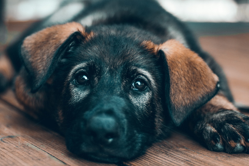 black, brown, no people, plywood, pointer, lying down, wood, labrador retriever, relaxation, snout, close-up, animal eye, furniture, vertebrate, 4K, floor