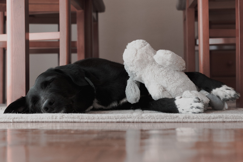 stuffed toy, sleeping, rug, plush, pet, hardwood, resting, black, animal, room, cat, plywood, retriever, animal themes, area, bookcase, lying down, pets