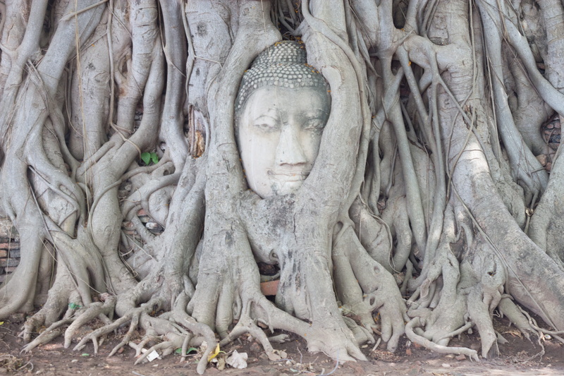 Walk, human representation, architecture, root, culture, belief, representation, Ayutthaya, pretty, idol, seat, tour, statue, 4K, asia, Tree, craft, place of worship