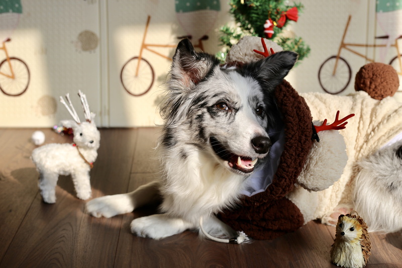 border collie, wood, bike, furniture, white, domestic animals, bicycle, holiday, flooring, no people, pet, celebration, vehicle, dog, transportation, animal themes