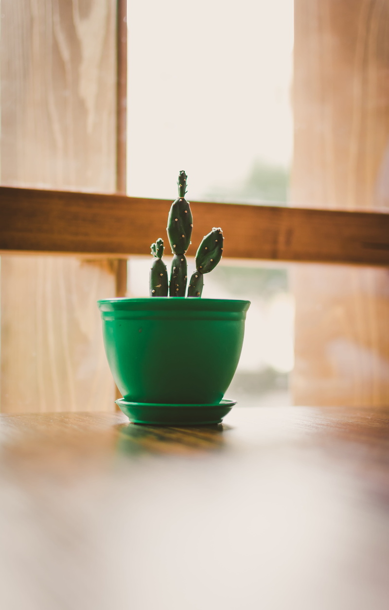 no people, close-up, planter, jar, pot, focus on foreground, nature, pottery, plant, green color, vase, bookcase, container, still life, hardwood, spoon