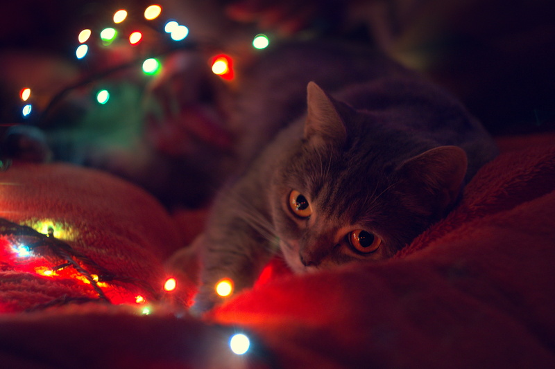 illuminated, domestic animals, angora, selective focus, cat, light, celebration, pet, domestic, pets, manx, lighting, candle, one animal, kitten, christmas lights