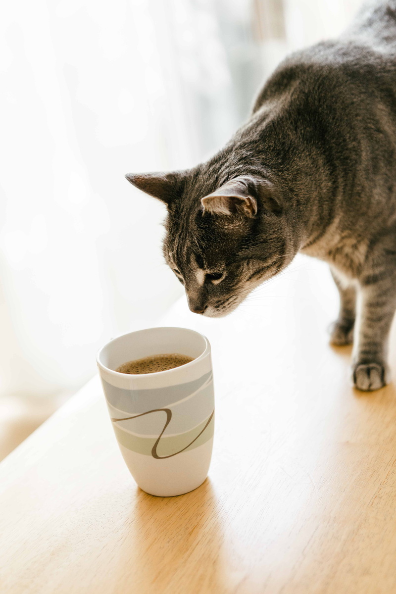 filled, mammal, domestic cat, mug, abyssinian, animal, drinking, latte, food and drink, coffee cup, hardwood, pets, drink, pottery, refreshment, finger