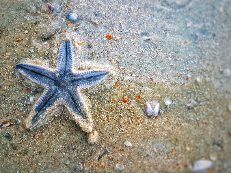land, sea life, beach, sand, sea, animal themes, undersea, no people, underwater, outdoors, nature, india, animals in the wild, marine, ullal, animal, animal wildlife
