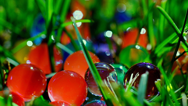 diet, close-up, wet, no people, tomato, vegetable, focus on foreground, holiday, drop, colorful, shiny, celebration, healthy, dessert, red, outdoors, fresh