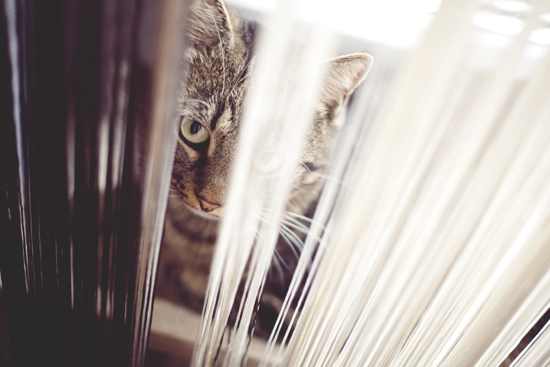 animals, 1080P, cat, blinds, depth of field