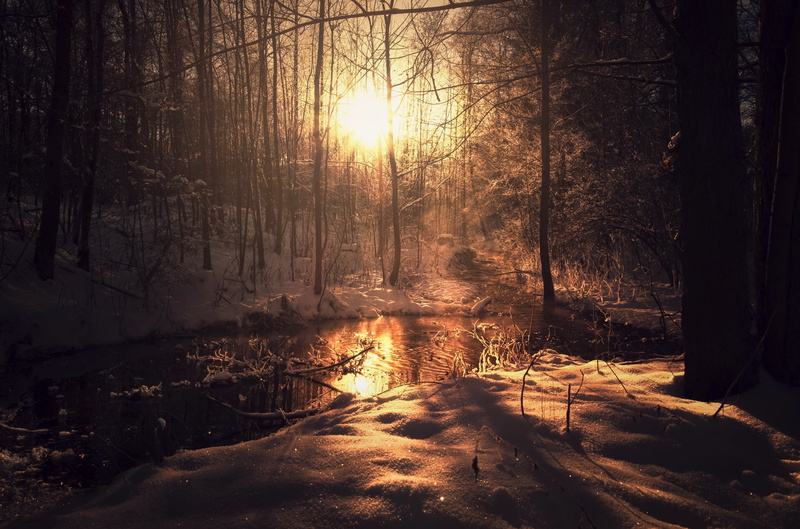 lens flare, tranquility, dark, scenics - nature, sunset, sunlight, beauty in nature, tranquil scene, nature, black, growth, forest, wooden, brown, tree trunk