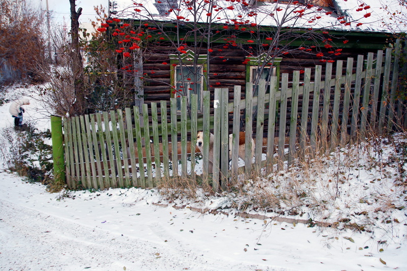 front, protection, no people, home, plant, tree, village, snowing, wooden, snow, nature, boundary, architecture, rural, day, old, safety, outdoors, white color