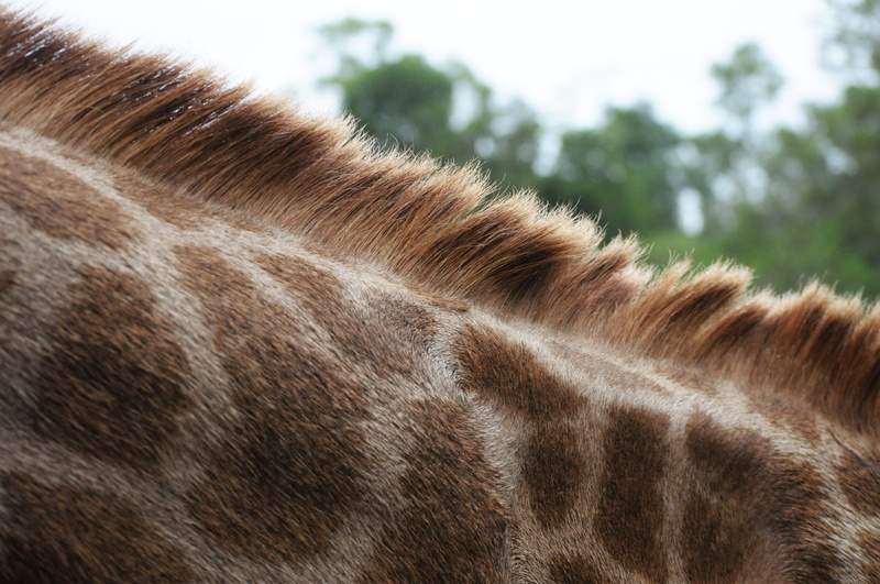 2K, africa, nature, brown, animal hair, nikon, china, working animal, patchy, livestock, hainan, giraffe, animal eye, wild, mane, neck, domestic animals