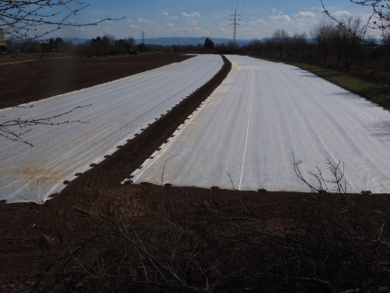 Cultivation, road, scenics - nature, asparagus, field, plant, covered, plane, environment, tranquility, Agriculture, asparagus field, protect, land, sowing