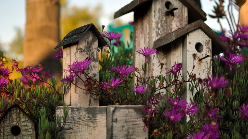 built structure, summer, birdhouse, picket fence, beauty in nature, outdoors, fence, day, pink, purple, boundary, flowering plant, protective covering