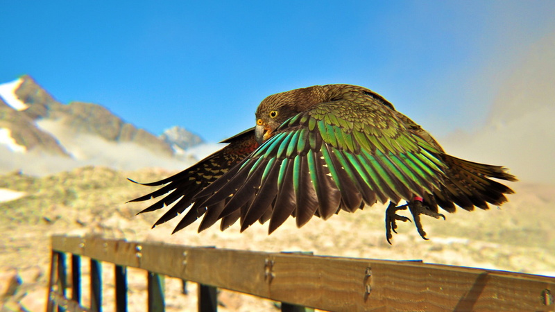 animal themes, 1080P, barrier, railing, animals, thatch, boundary, summer, one animal, day, nature, no people, mountain, focus on foreground, spread wings