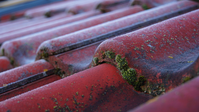 tile, close-up, damaged, rusty, red, selective focus, housetop, roofing tiles, moss, deterioration, no people, bemoost, brick, close up, outdoors, roofing