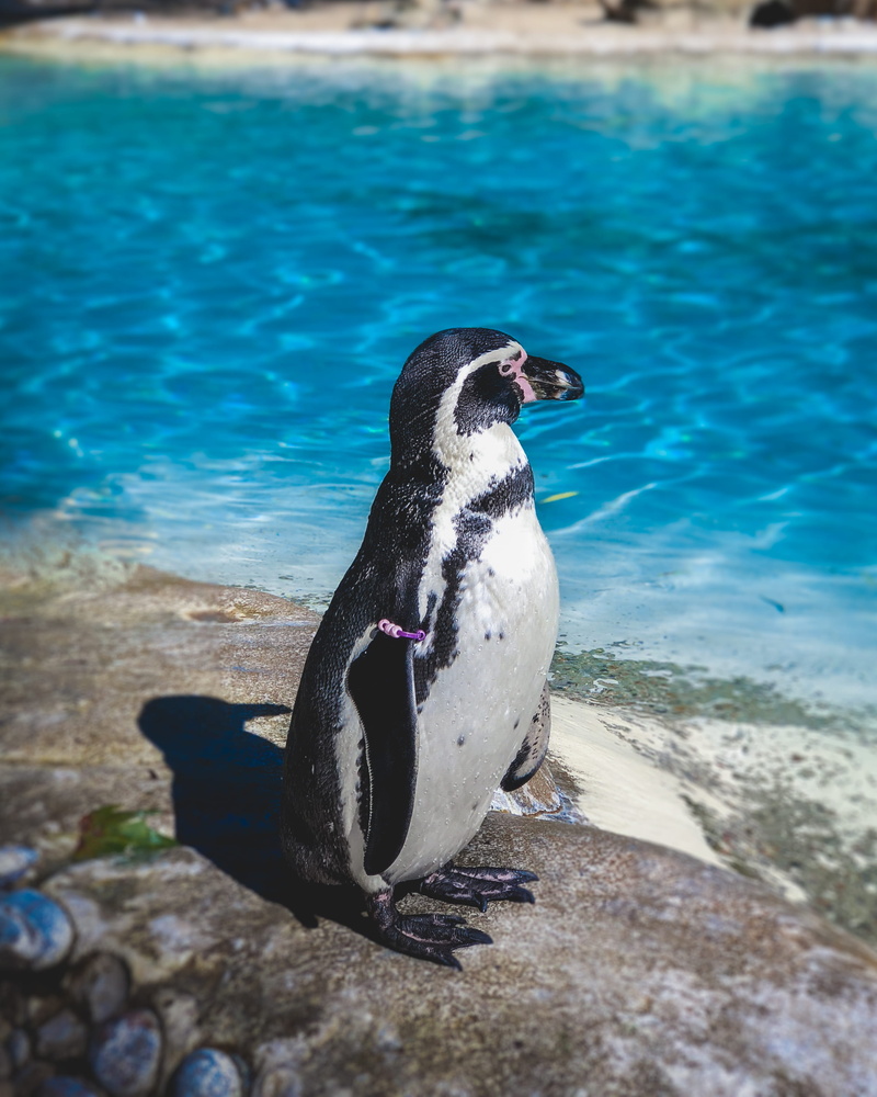 white, king snake, 2K, full length, nature, sea, black, penguin, beach, vertebrate, swan, water, king penguin, rock - object, fly, seagull, clothing, running shoe
