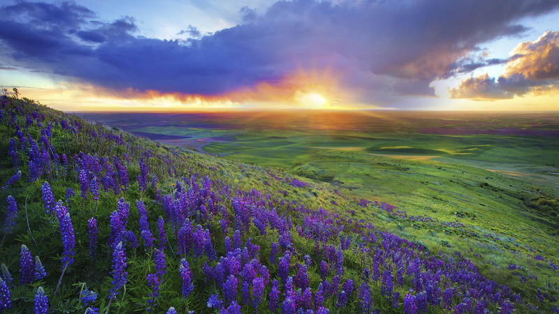 lavender, fild, purple, sunset, 1920x1080, field, hill, grape, nature, hyacinths, 1080P