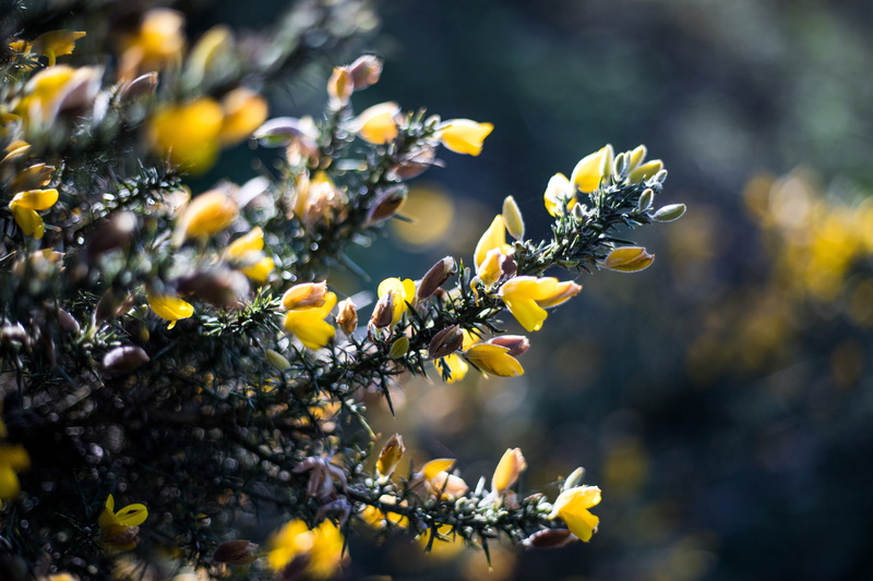 flowering plant, broom, food, growth, 5K, flowers, springtime, gorse, focus on foreground, bush, bud, flower, petal, no people, beauty in nature, outdoors