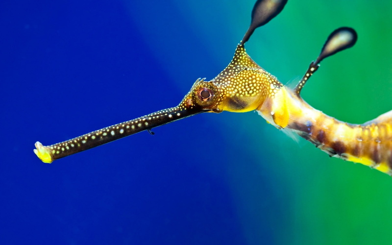 hd, seahorse, animals, 1080P