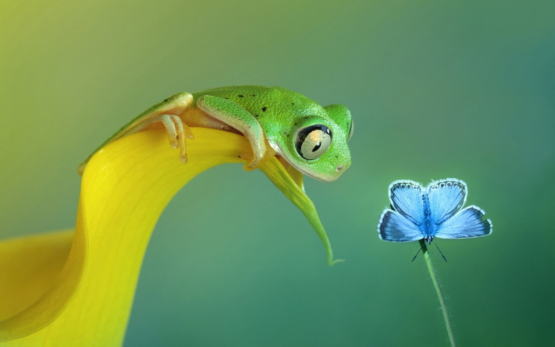 tree, frog, hd, blue, animals, common, 1080P, butterfly