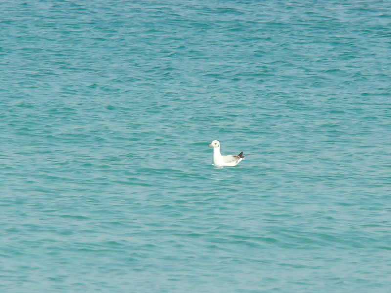 blue, 1080P, iran, kish, sea, 3d and abstract