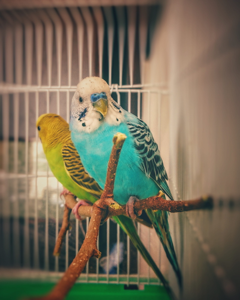 animals in the wild, animal, yellow, two animals, parrot, beak, full length, animals in captivity, my home, budgie, budgerigar, birdcage, feather, cage