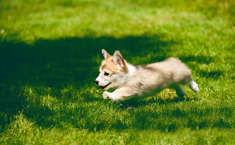 field, day, cuteness, Lovely, one animal, domestic animals, looking away, canine, Sweet, Adorable, Summer, vertebrate, dwarfdog, Grass, Running, Cute, animal themes