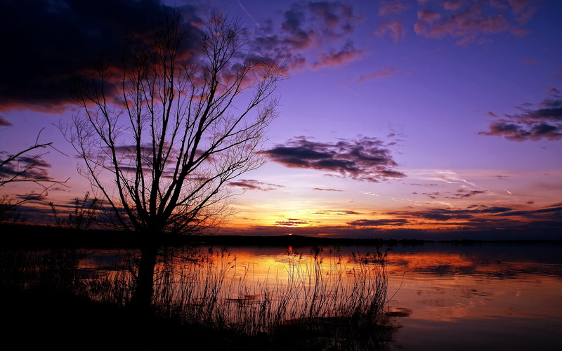 waters Edge, lake, reflection, cloudscape, sun, silhouette, no People, sunrise - Dawn, water, clouds, dawn, tree, scenics, 1080P, sunlight, light - Natural Phenomenon