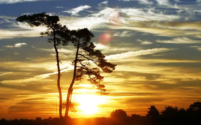 back Lit, sunset, environment, scenics - nature, air, yellow, scenics, red, growth, blue, orange Color, sunlight, bright, cloud - Sky, cloudscape, sunrise - Dawn