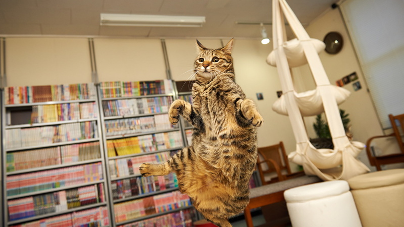 dance, 1080P, weightless, cat