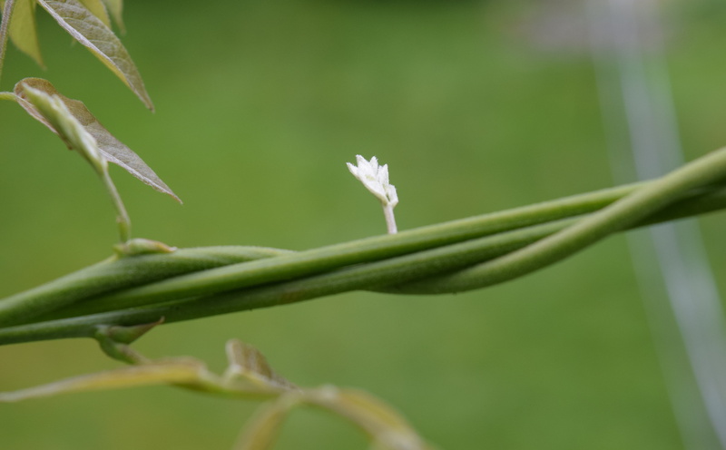 5K, nature, tranquility, plant stem, beauty in nature, focus on foreground, outdoors, growth, white, selective focus, flower, day, plant part, Macro, green color