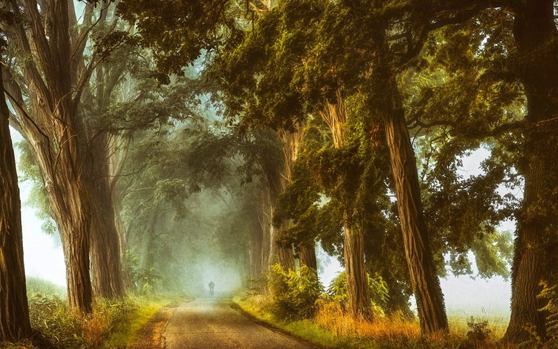 cycling, nature, landscape, morning, dirt road, shrubs, trees, mist, grass, daylight, 480P