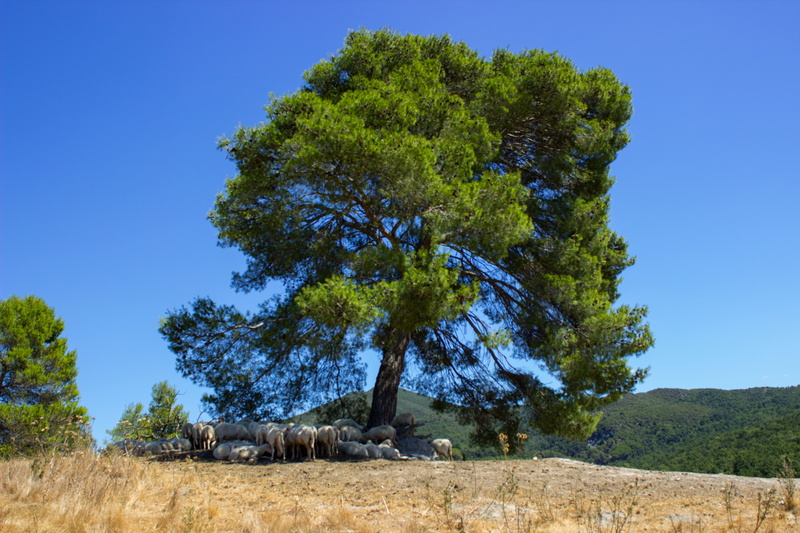sky, summer, flock of sheep, Oak Forest, Sheep, tree, rural, side view, transversely veto, nature, scenics - nature, blue, environment, animal themes, plant