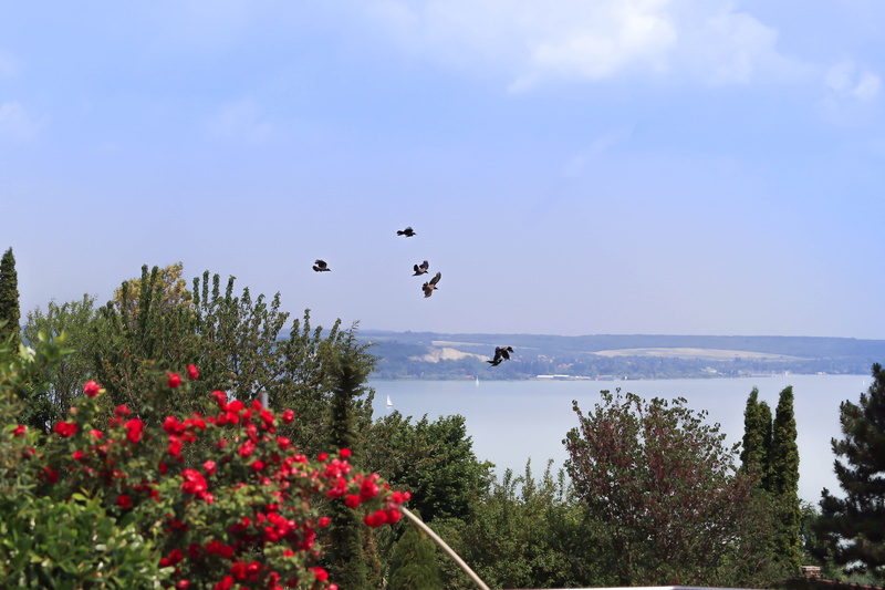 day, bird, beauty in nature, photo, sky, air, flying, animal, time, blue, summer, hungary, 5K, good, animal wildlife, flowering plant, vertebrate, balatonfüred