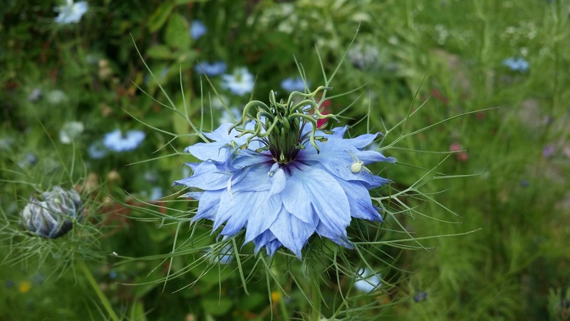 green color, plants, day, petal, flowering plant, vulnerability, outdoors, purple, 4K, garden, inflorescence, flower, nature, focus on foreground, freshness