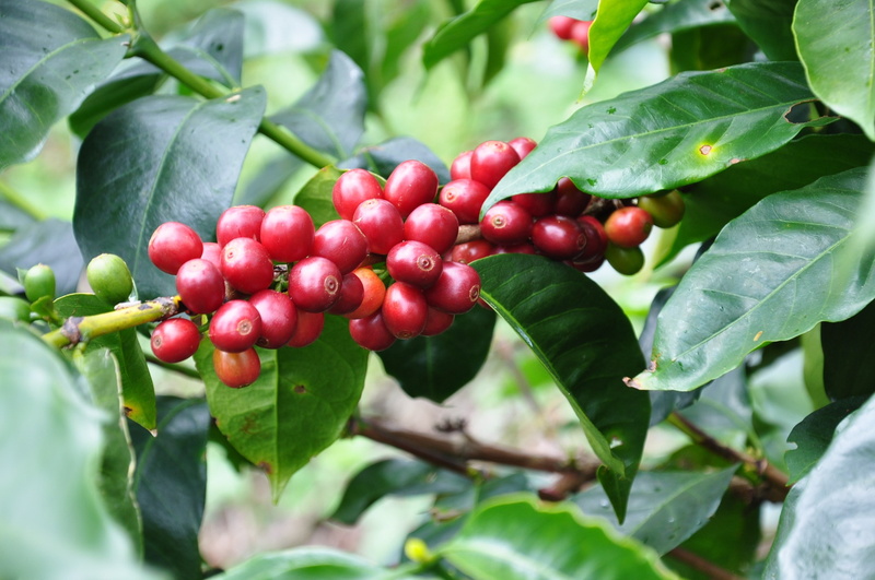 fruit, focus on foreground, leaf, plantation, food and drink, ripe, berry fruit, Coffee Lid, growth, tree, healthy eating, red, close-up, green color, 1080P