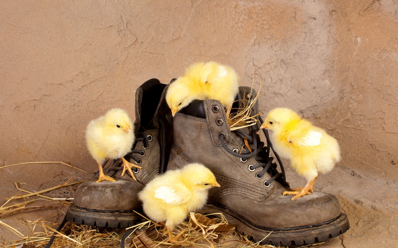 little, four, chicks, background, pair, leather, 2K, yellow, gray, chickens, funny, boots, work